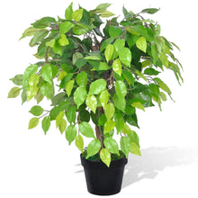 Load image into Gallery viewer, Tekokasvi Bonsaifiikus Ruukussa 60 cm